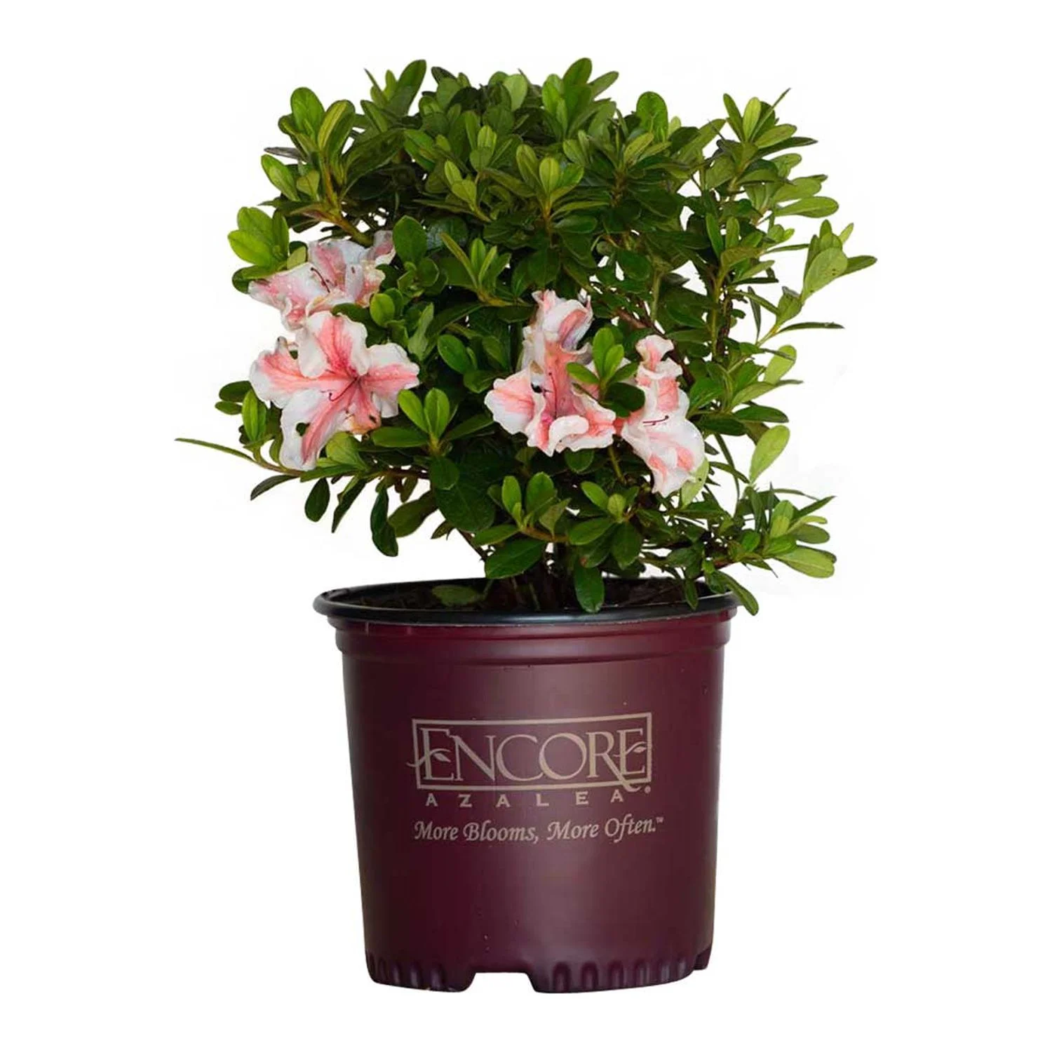 Encore Azalea Autumn Starburst (1 Gallon) Shrub with White and Pink - Full Sun Live Outdoor Plant