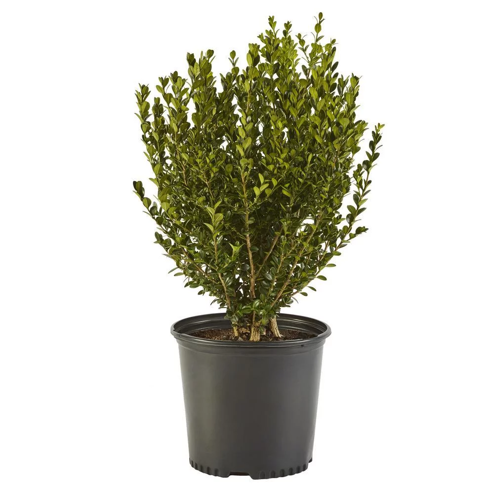 Wintergreen Boxwood Live Shrub (1 Gallon)
