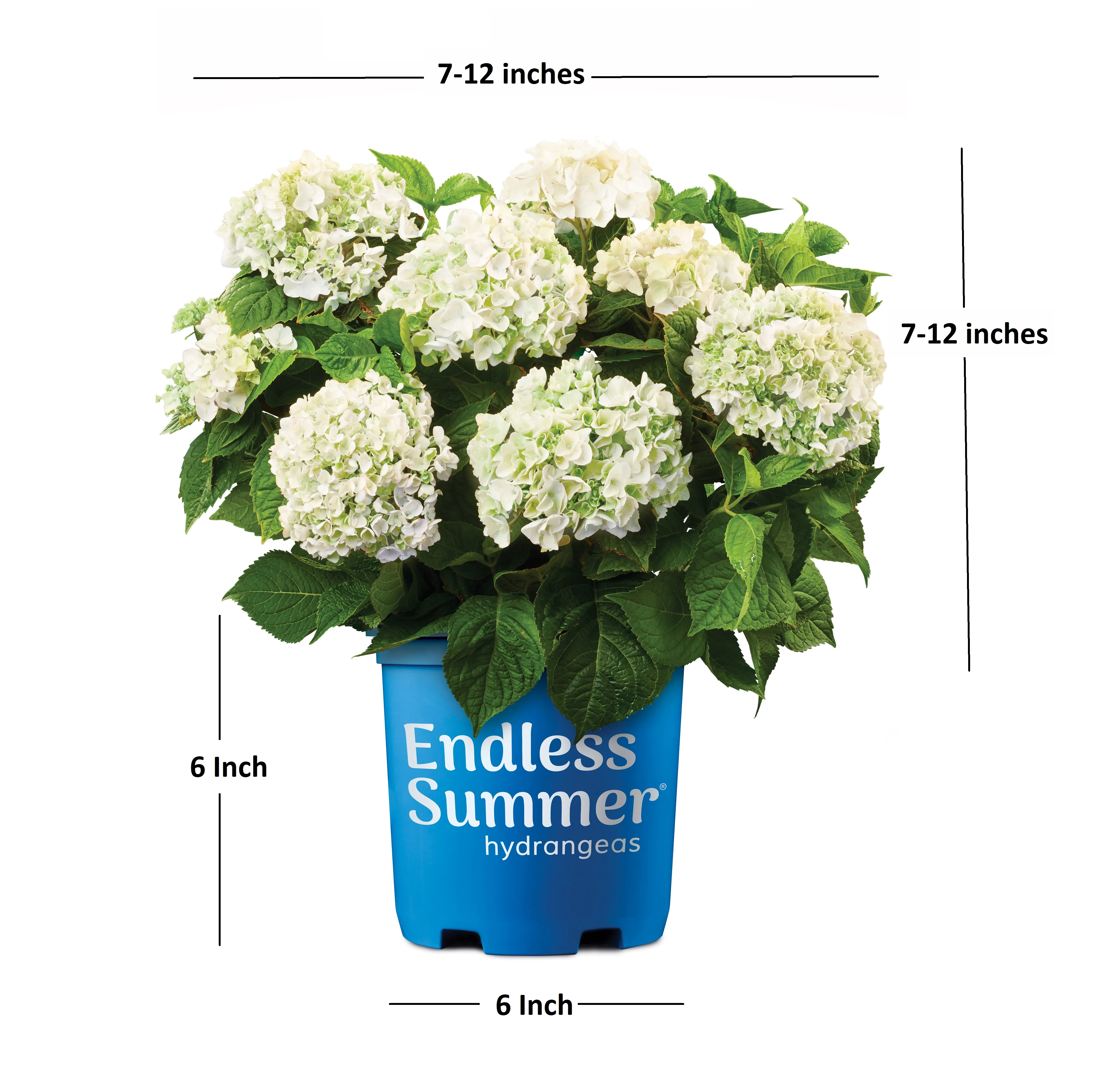 Endless Summer Blushing Bride Hydrangea (1 Gallon) Live Outdoor Flowering Plant