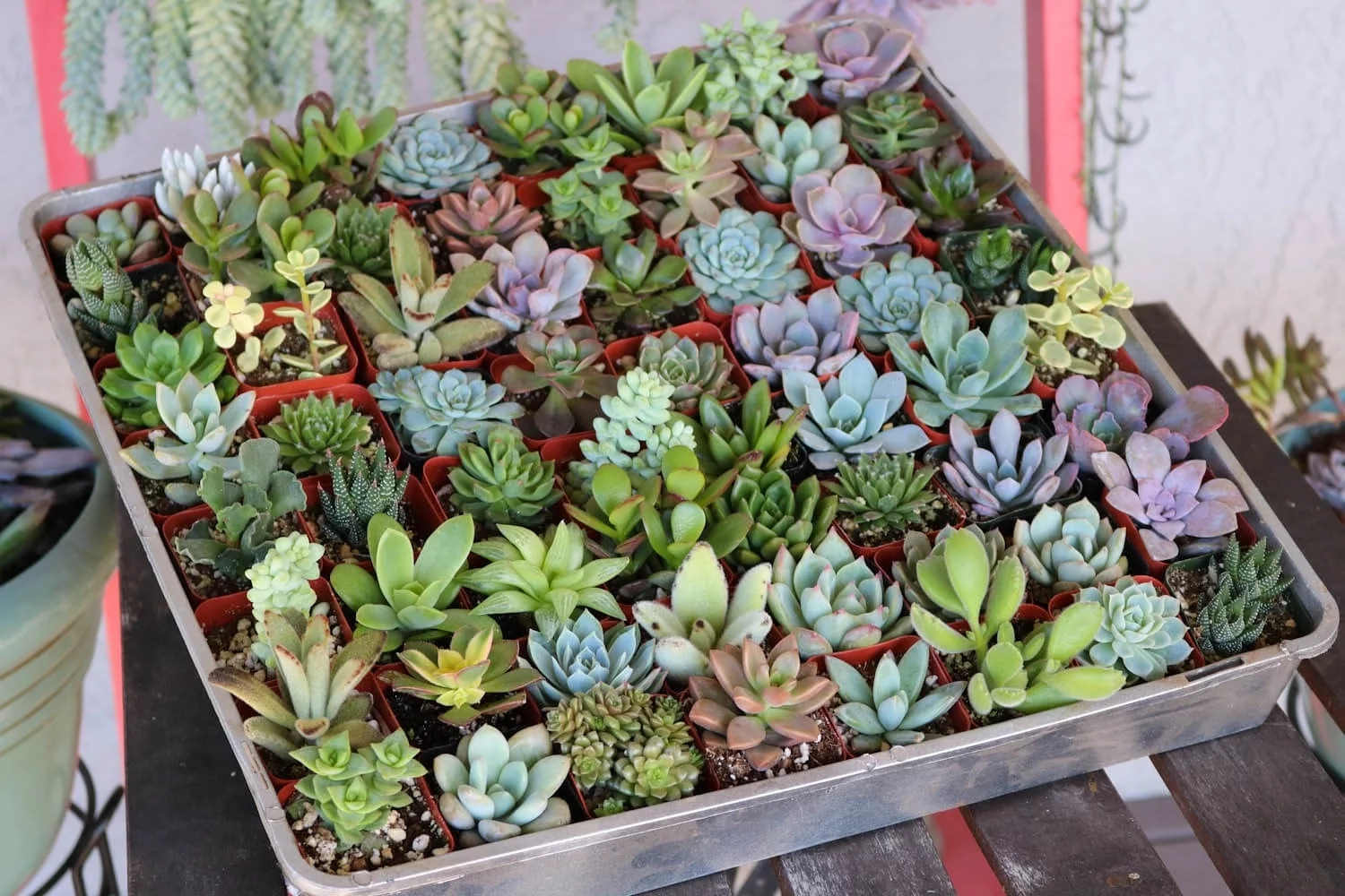 Assorted Succulents for Wedding Favors, Party Gifts and Gardens - 2
