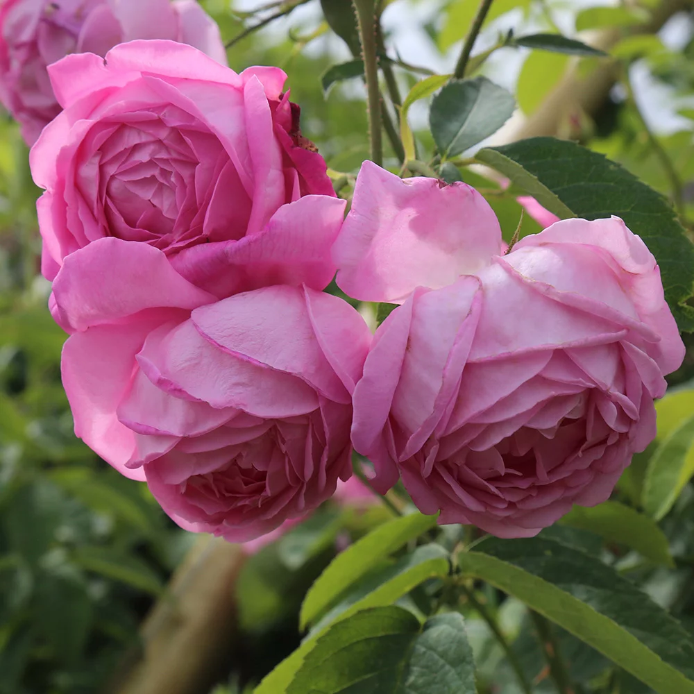 Heirloom Roses Fragrant Live Plant - Coupe D' Hebe Bourbons Rose Bush - Pink Garden Flowers
