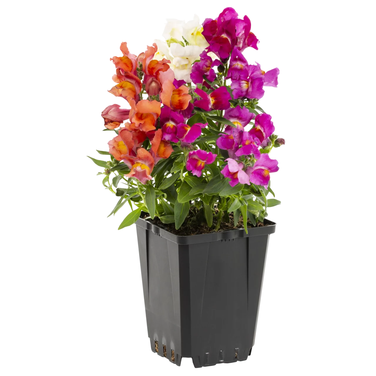 Expert Gardener PT Multicolor Mix Snapdragon Live Plant Grower Pot Sun (6 Pack)