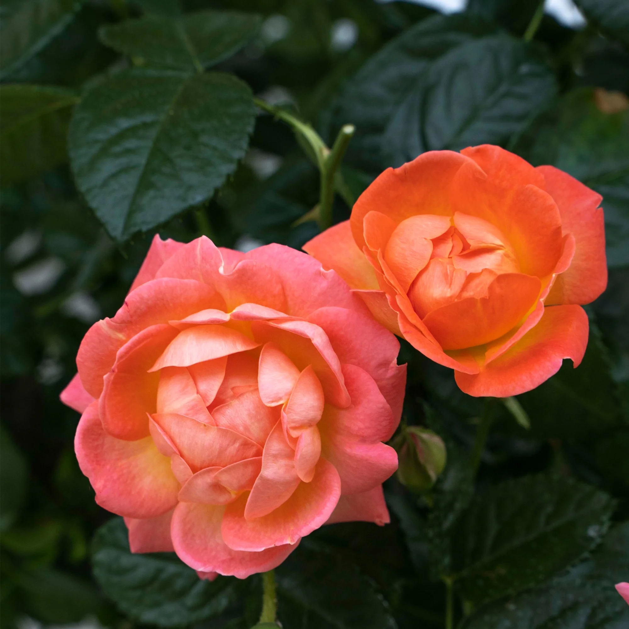 The Orange Glow Knock Out Rose Live Shrub with Orange Flowers (1 Gallon)