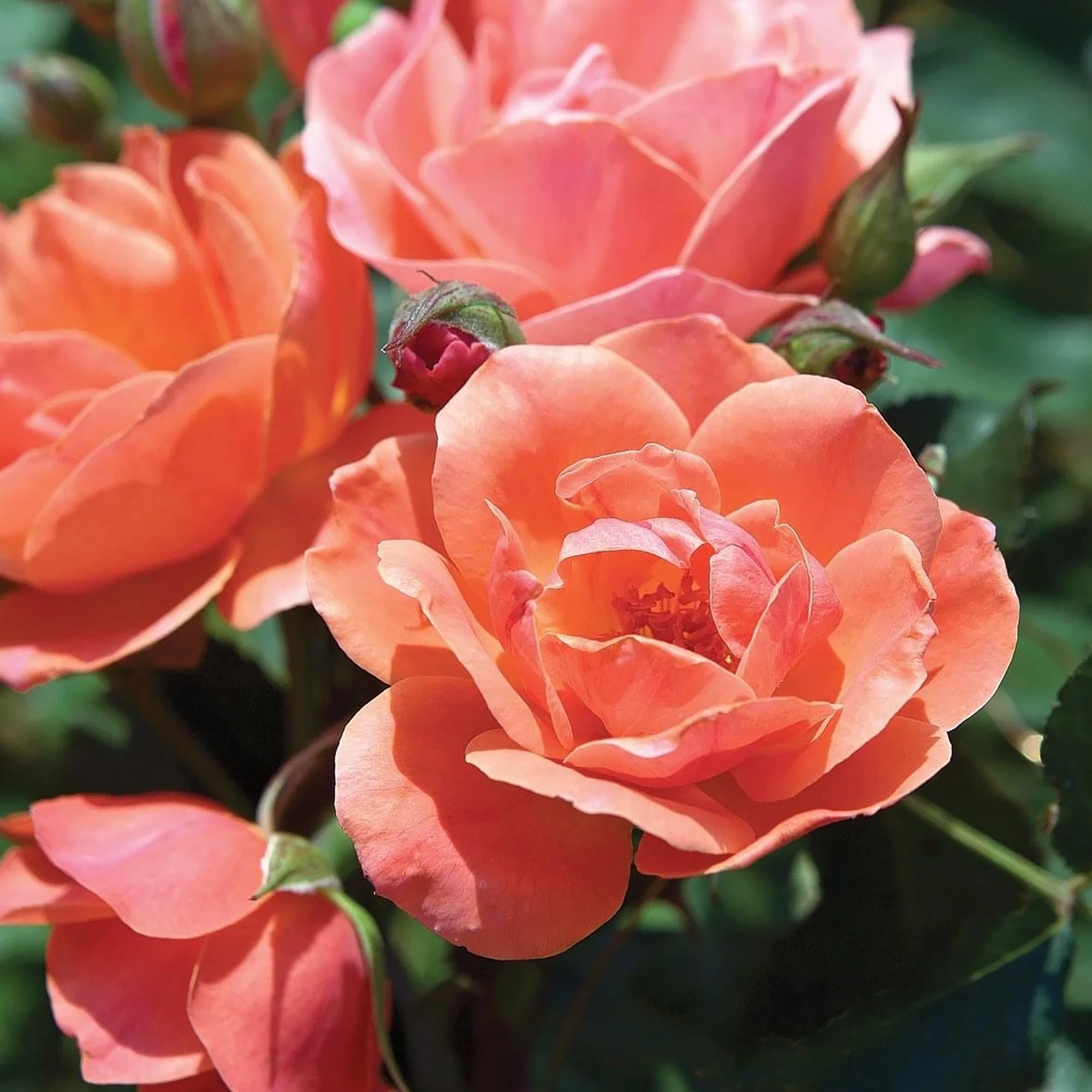 The Coral Knock Out® Rose Live Shrubs with Coral Blooms and Rich Green Foliage (2 Gallon)