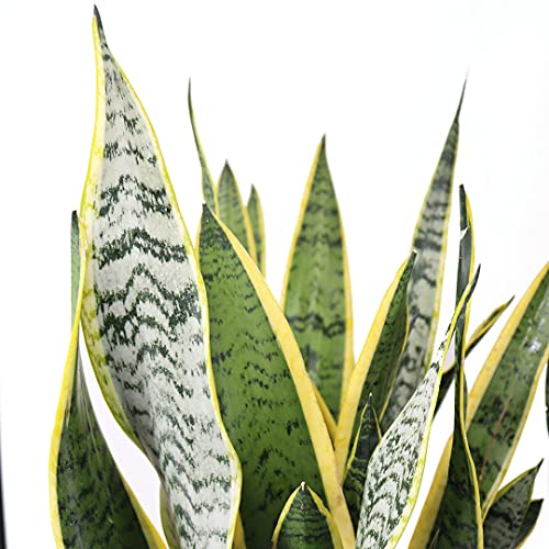 American Plant Exchange Sansevieria Easy Care Air Purifying Live Houseplant