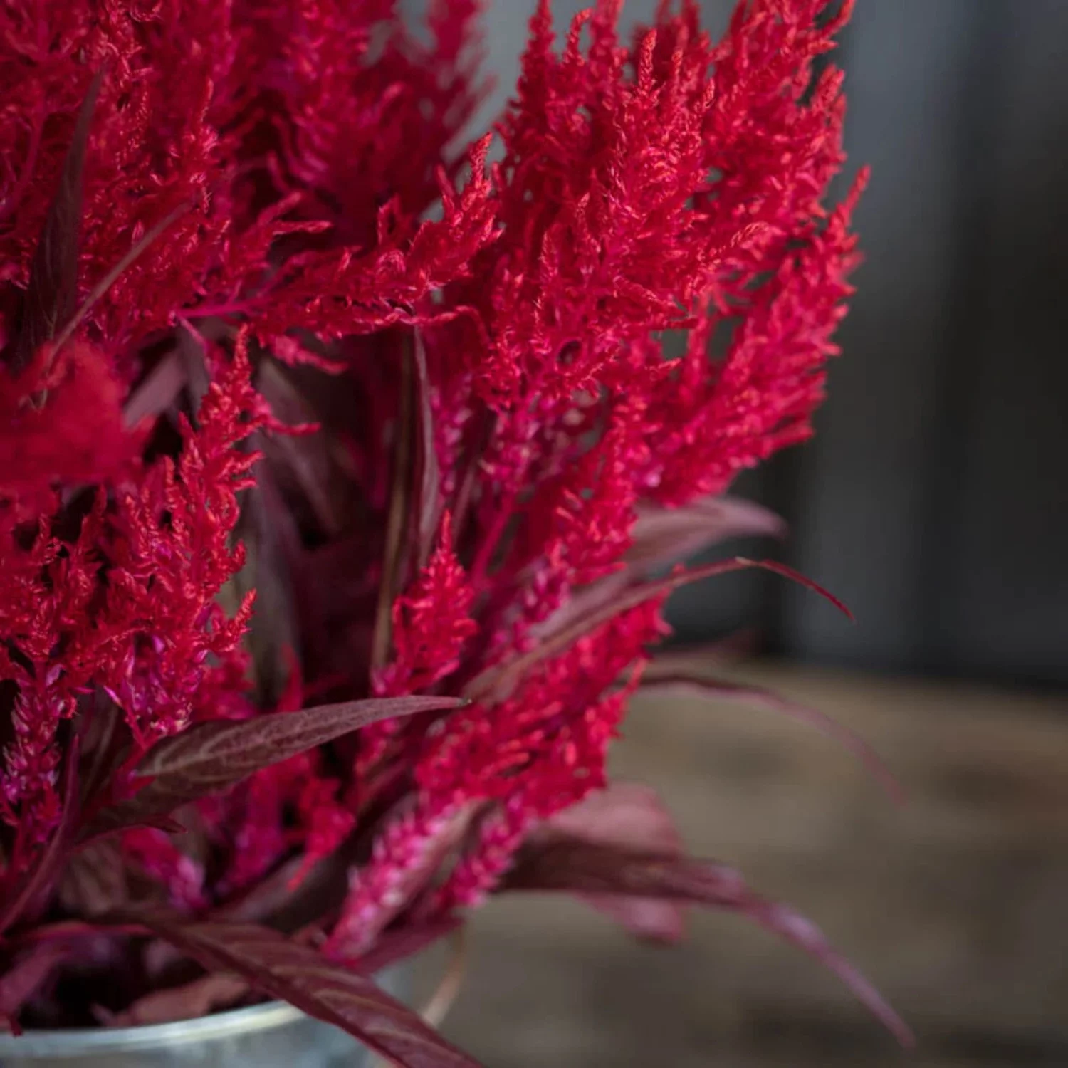 Celosia Dragon's Breath Seed