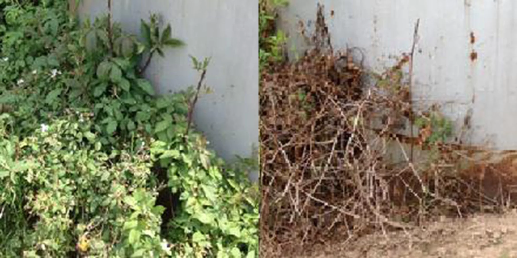 RM43 Total Vegetation Control, (64 oz) - 1/2 gallon