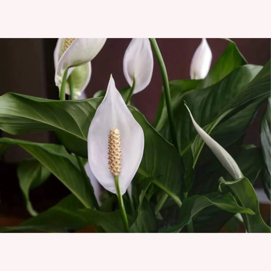 American Plant Exchange Spathiphyllum Peace Lily, Live Flowering Plant, 6-Inch Pot, Low-Light, Easy Care, Air-Purifying Houseplant