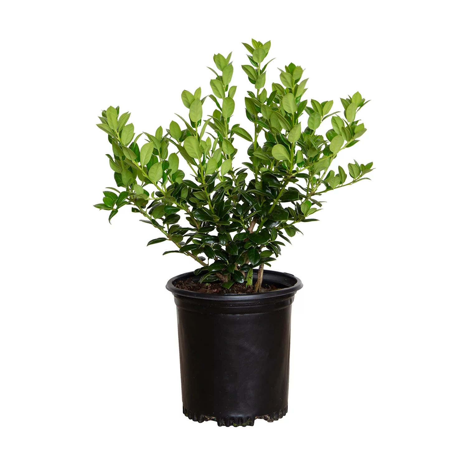 Dwarf Burford Holly (2.5 Quart) Compact Evergreen Shrub with Glossy Green Foliage - Full Sun Plant