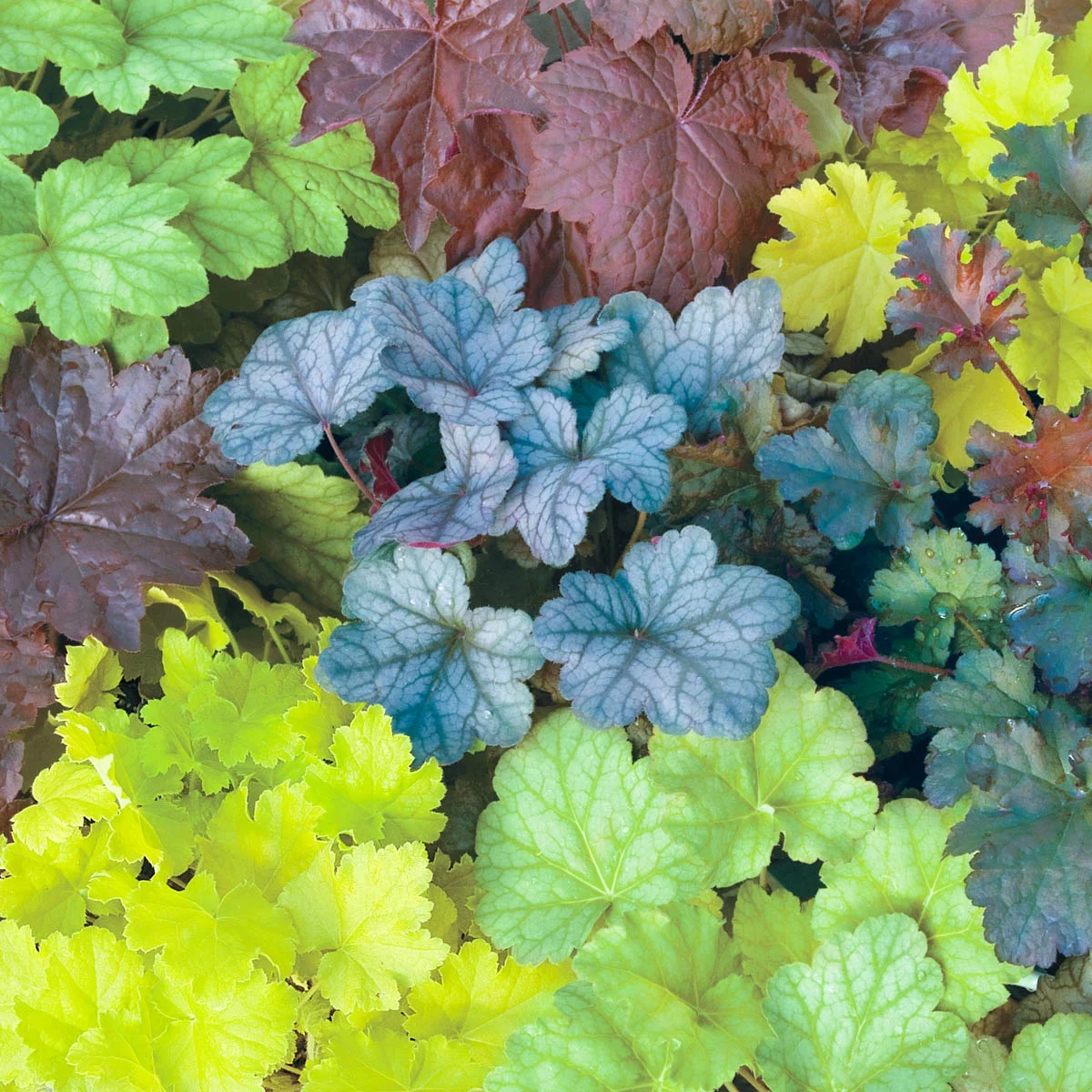 Mixed Colored Coral Bells (Heuchera), Dormant Bare Root Starter Perennial Plants (3-Pack)