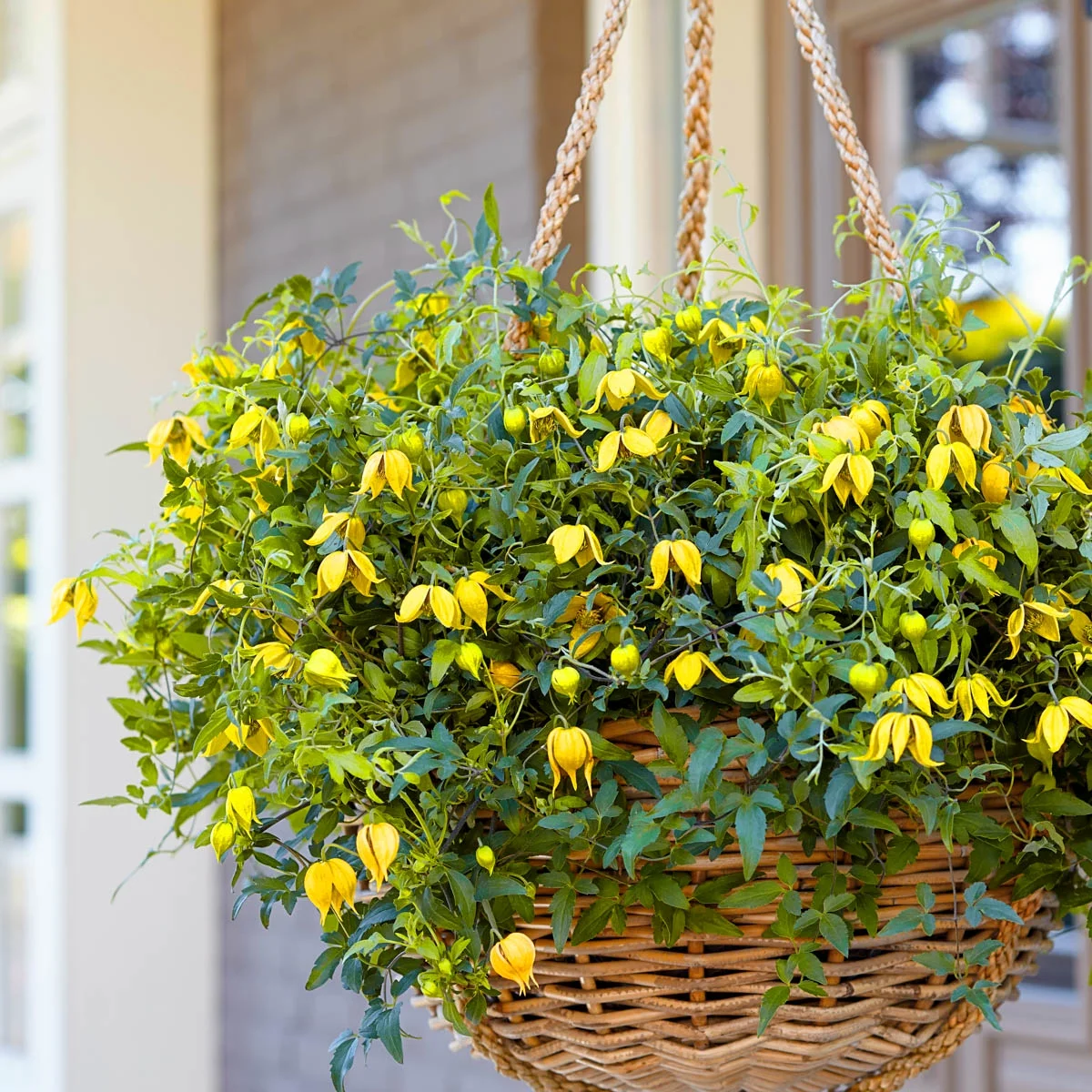 Little Lemons Clematis Vine, Bare Root Starter Perennial Plant (1-Pack)