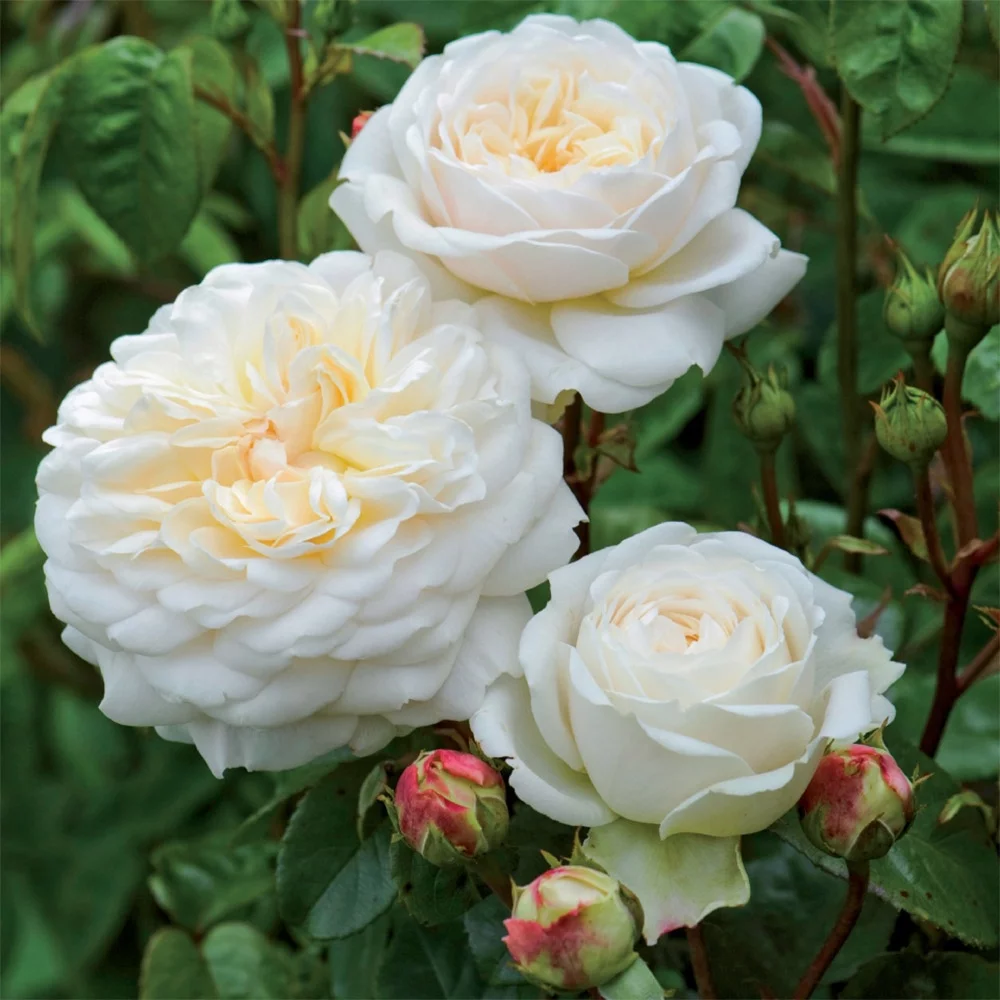 Heirloom Roses Rose Bush - Tranquillity® David Austin Live Plant, White Roses For Planting