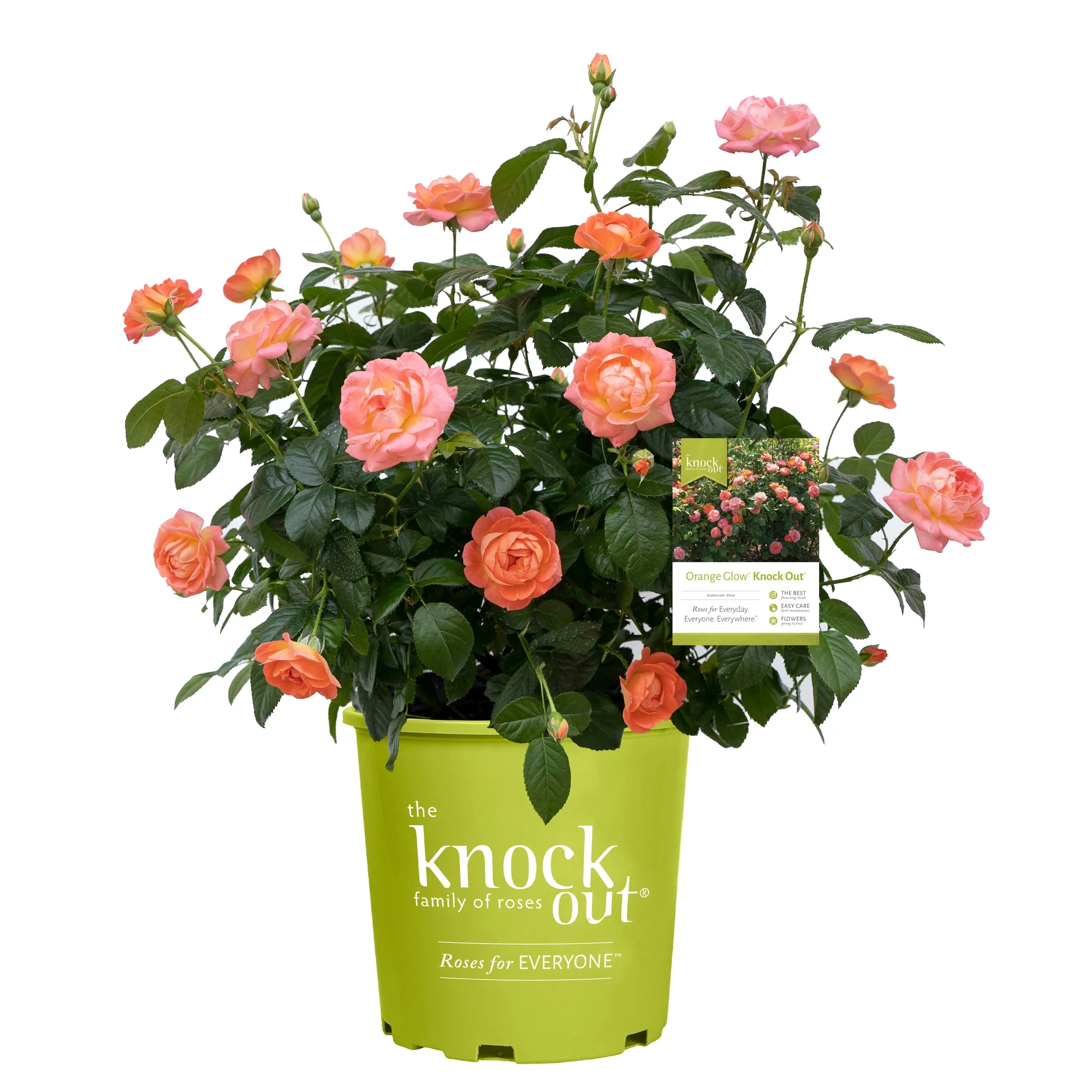 The Orange Glow Knock Out Rose Live Shrub with Orange Flowers (1 Gallon)