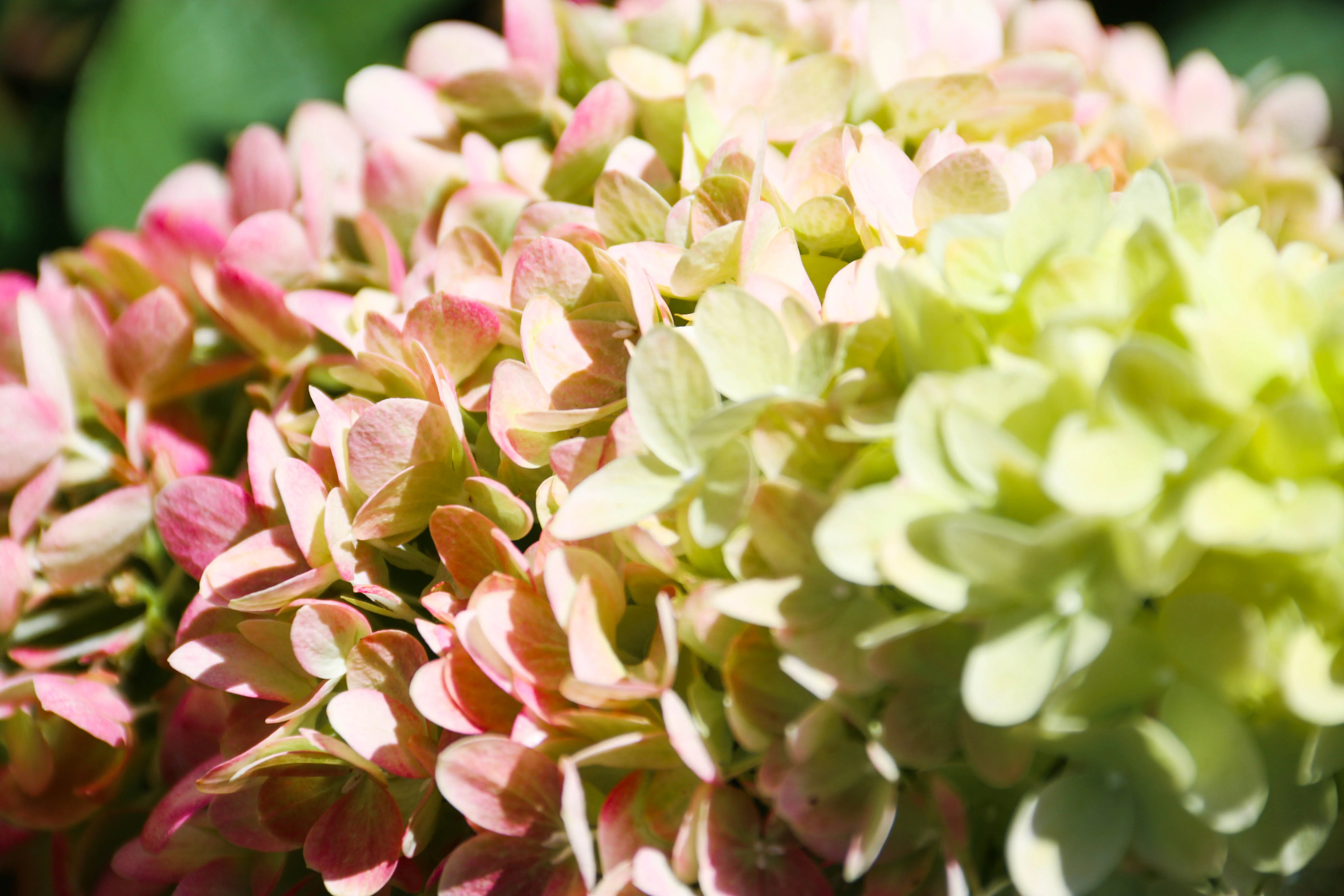 Jumbo Pint Dragon Baby Hardy Hydrangea (Paniculata) Live Shrub, Creamy Lime and Pink Flowers