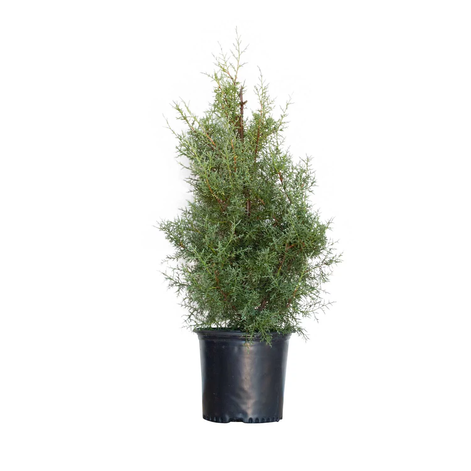 Carolina Sapphire Arizona Cypress (2.5 Gallon) Evergreen Tree with Blue-Grey Foliage - Full Sun