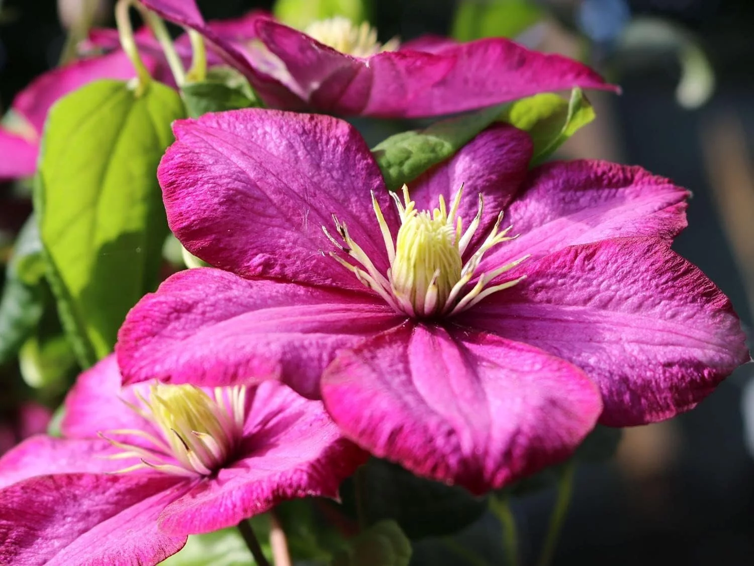 Clematis Ville de Lyon - Live Plant in a 4 Inch Growers Pot - Clematis 'Ville de Lyon' - Starter Plants Ready for The Garden - Beautiful Red Flowering Vine