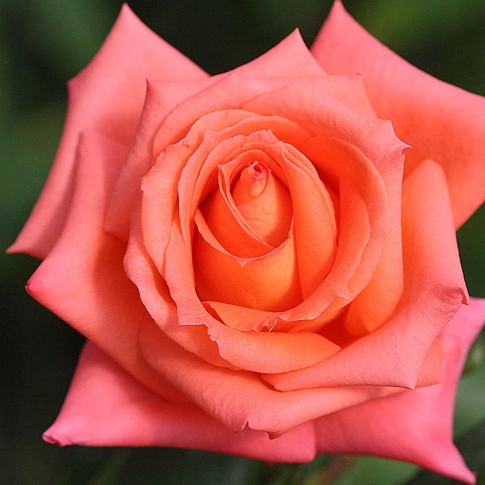 Folklore™ Hybrid Tea Rose by Heirloom Roses - Fragrant Roses Live Plant
