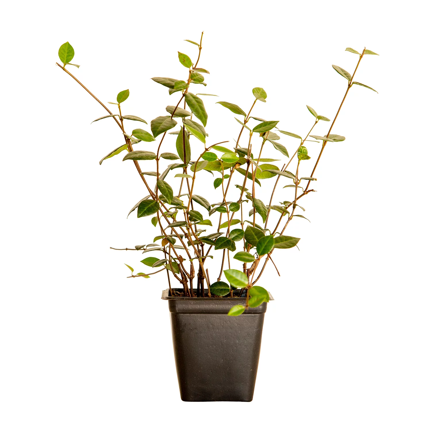 Asiatic Jasmine - 18 Pack (3.25 In. Pots) Evergreen Groundcover Vine - Full Sun Live Outdoor Plant