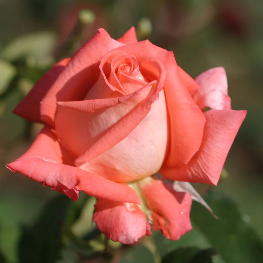 Folklore™ Hybrid Tea Rose by Heirloom Roses - Fragrant Roses Live Plant