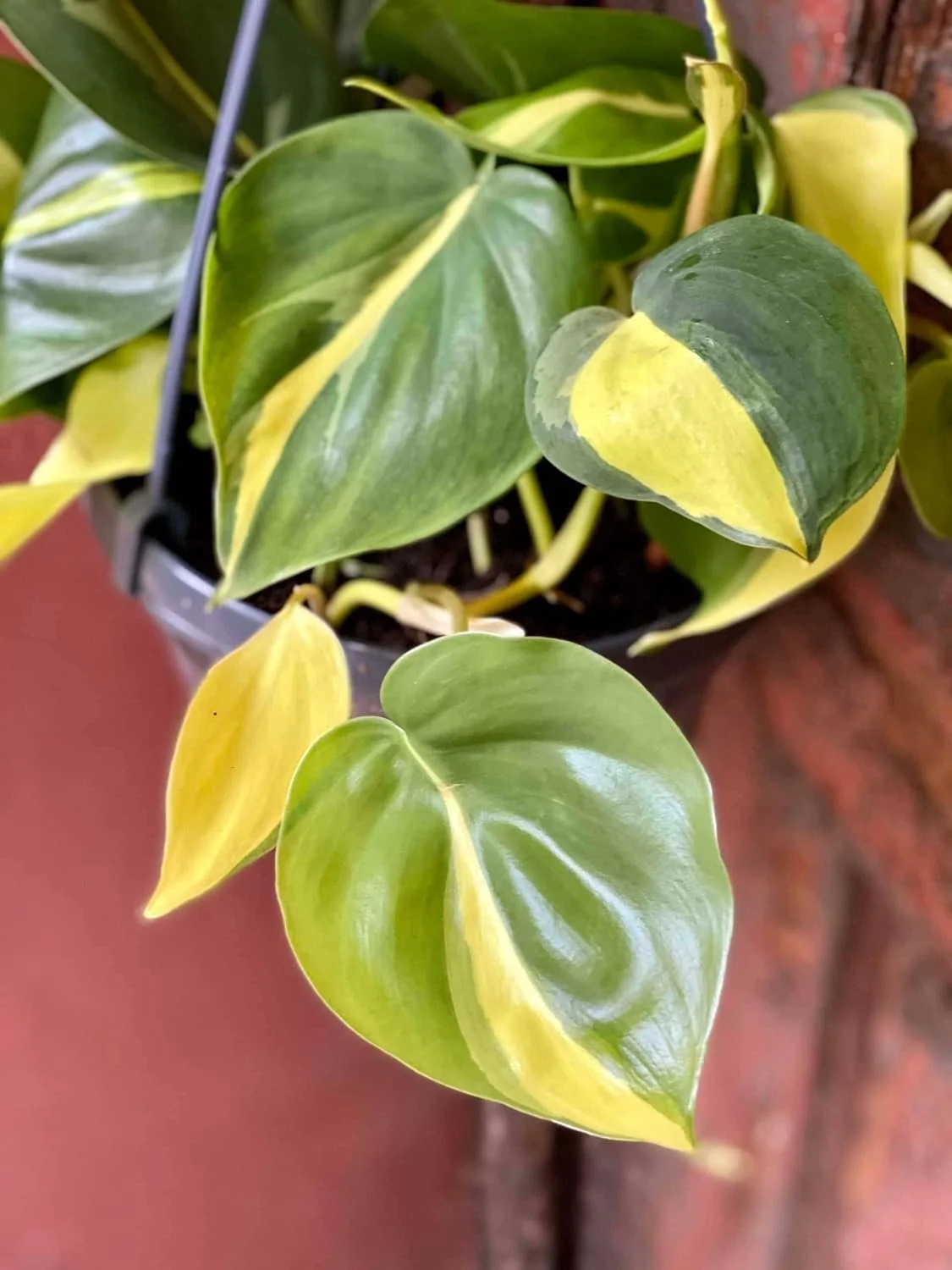 Brasil Philodendron - Live Plant in a 4 Inch Pot - Philodendron Erubescens - Extremely Rare and Beautiful Indoor Houseplant - A Rare Tropical Masterpiece