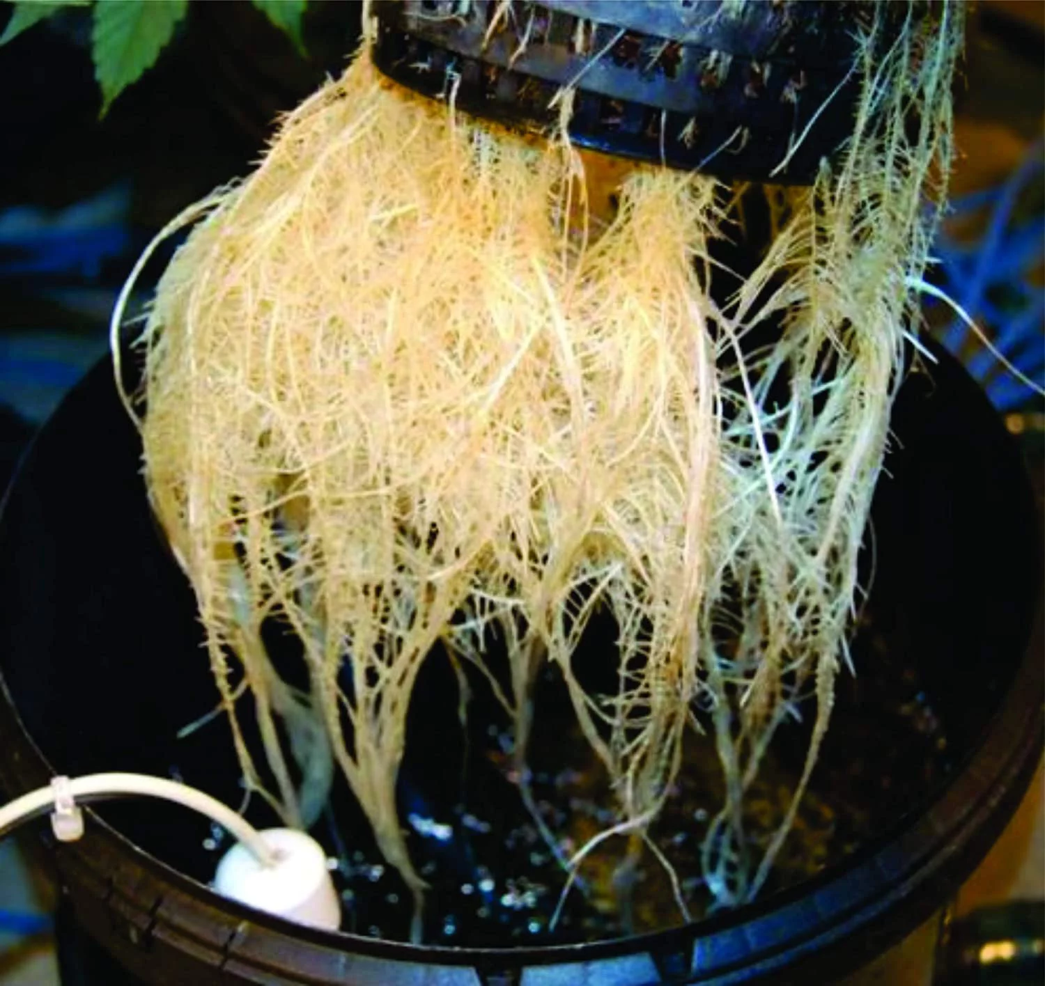 The Atwater HydroPod - A/C Powered DWC Deep Water Culture Hydroponic Garden System Kit - Bubble Bucket - Bubbleponics - Nutrients & pH Kit is Included! Grow Your Own! Start Today!