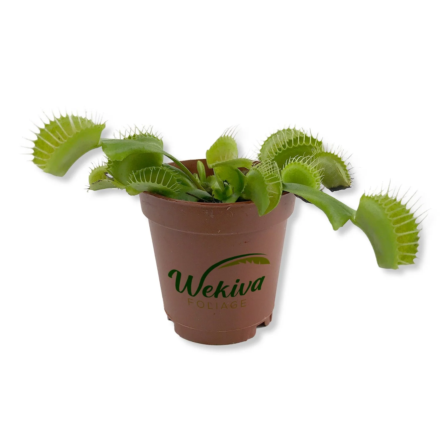 Venus Flytrap - Live Starter Plant in a 2 Inch Pot - Dionea Muscipula - Beautiful Easy Care Indoor Tropical Carnivorous Plants