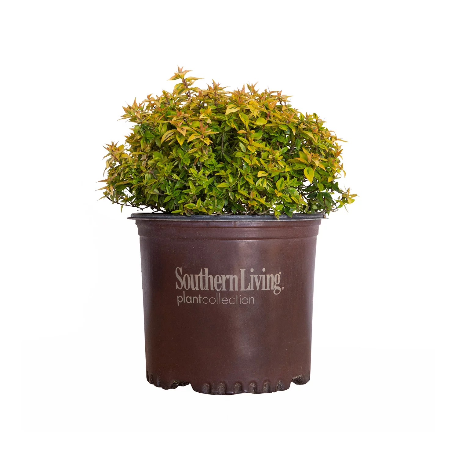 Kaleidoscope Abelia (3 Gallon) Evergreen Shrub with Variegated Foliage - Live Outdoor Plant