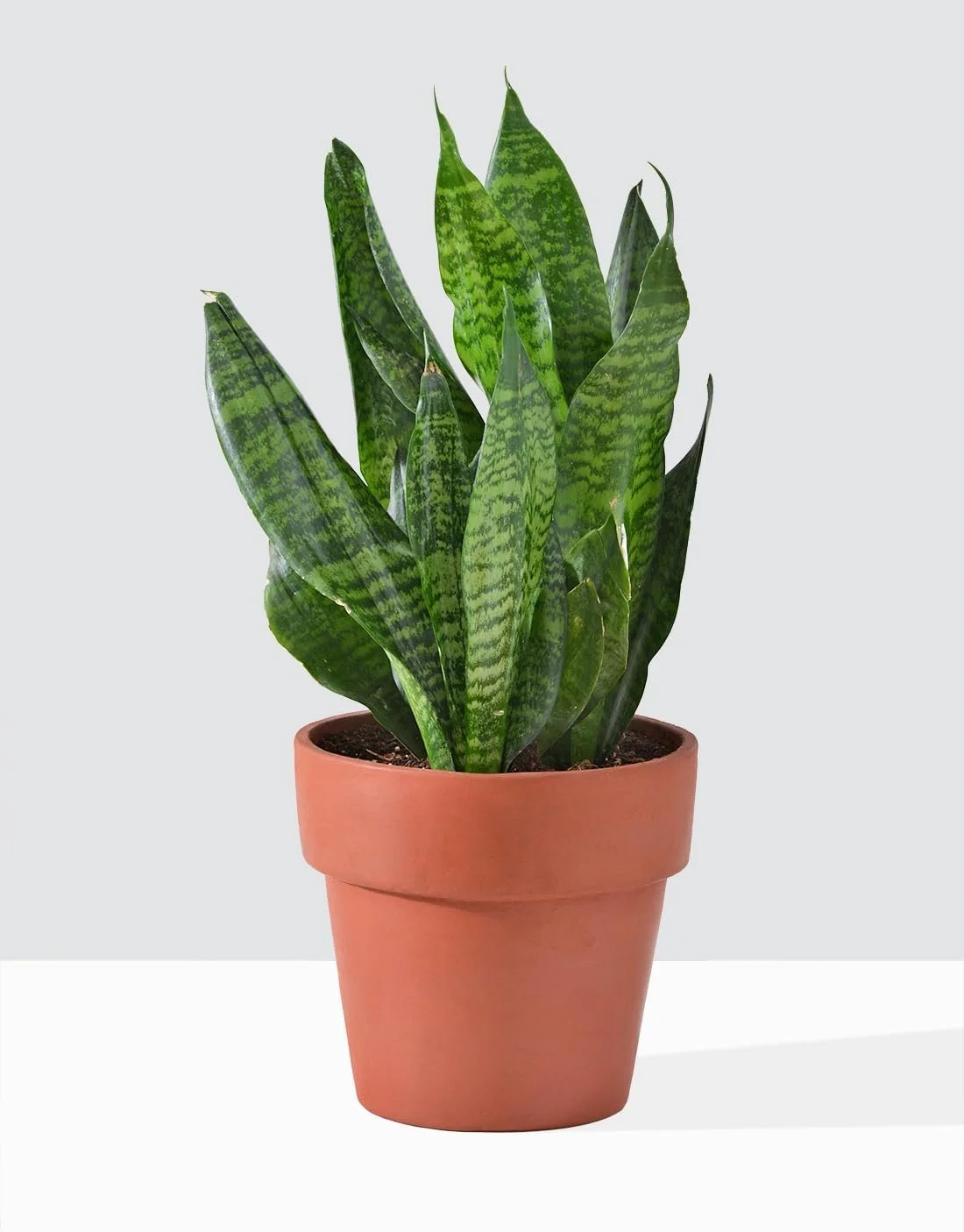 Futura Snake Plant - Live Plant in a 4 Inch Pot - Sansevieria Superba - Beautiful and Elegant Easy Care Indoor Houseplants