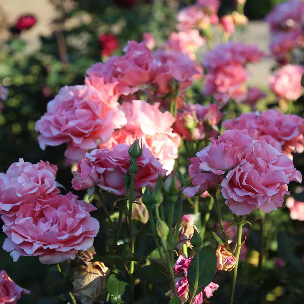 Heirloom Roses Pink Rose Plant - Paris de Yves St. Laurent ™ Hybrid Tea Rose Plant