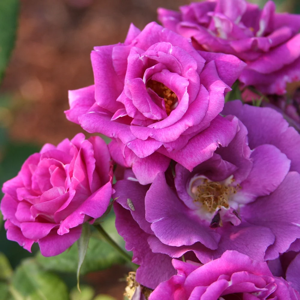 Heirloom Roses Purple Lavender Roses - Rhapsody In Blue Shrub Rose Bush - Live Purple Plants