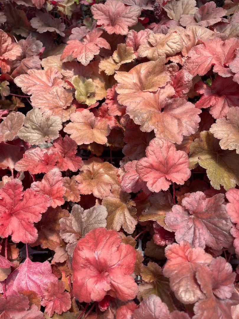 5 Forever Red Heuchera in 3.5 inch Size Pots/Coral Bells