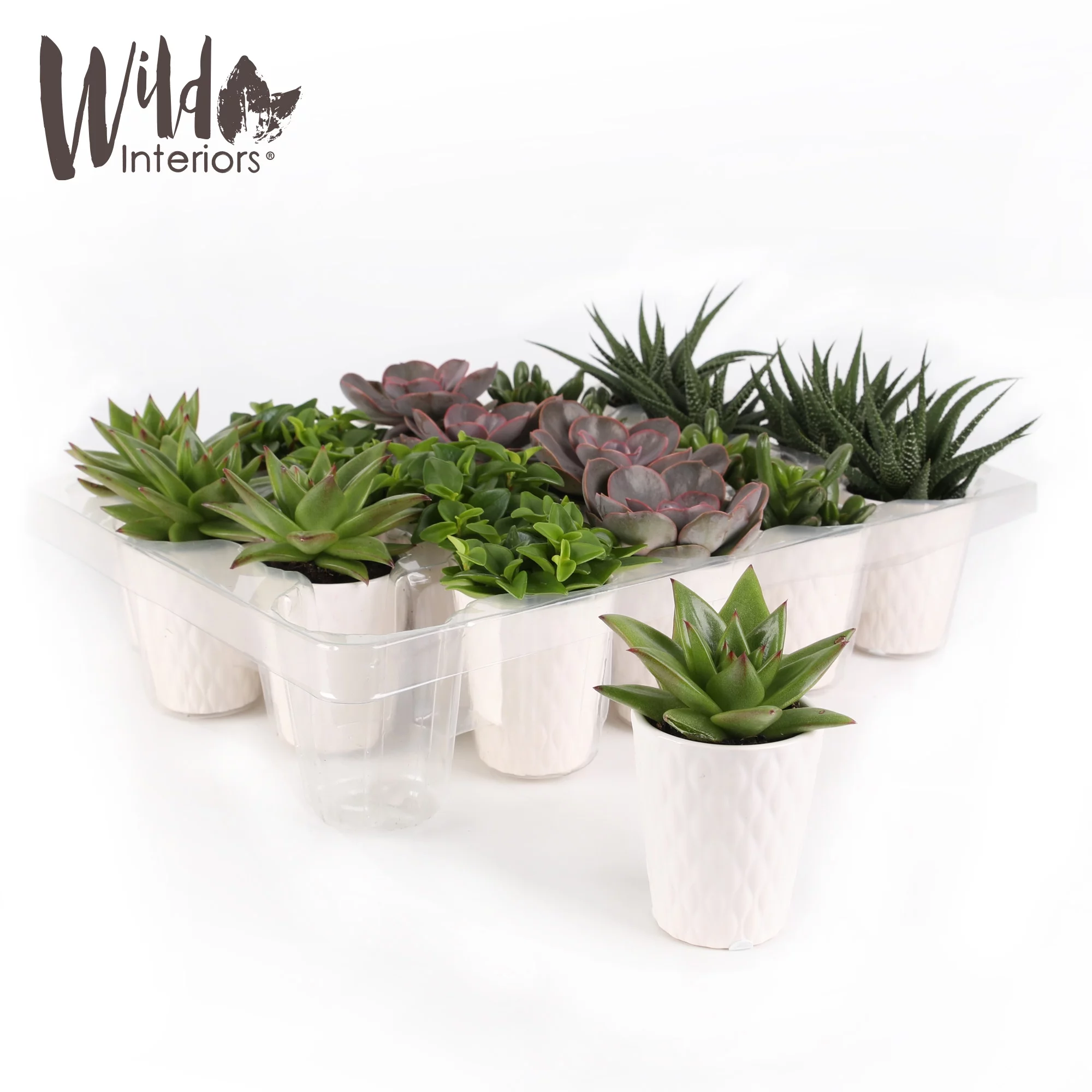 Wild Interiors 20-Pack Mini Succulents Live Plant Party Favors, 4-5