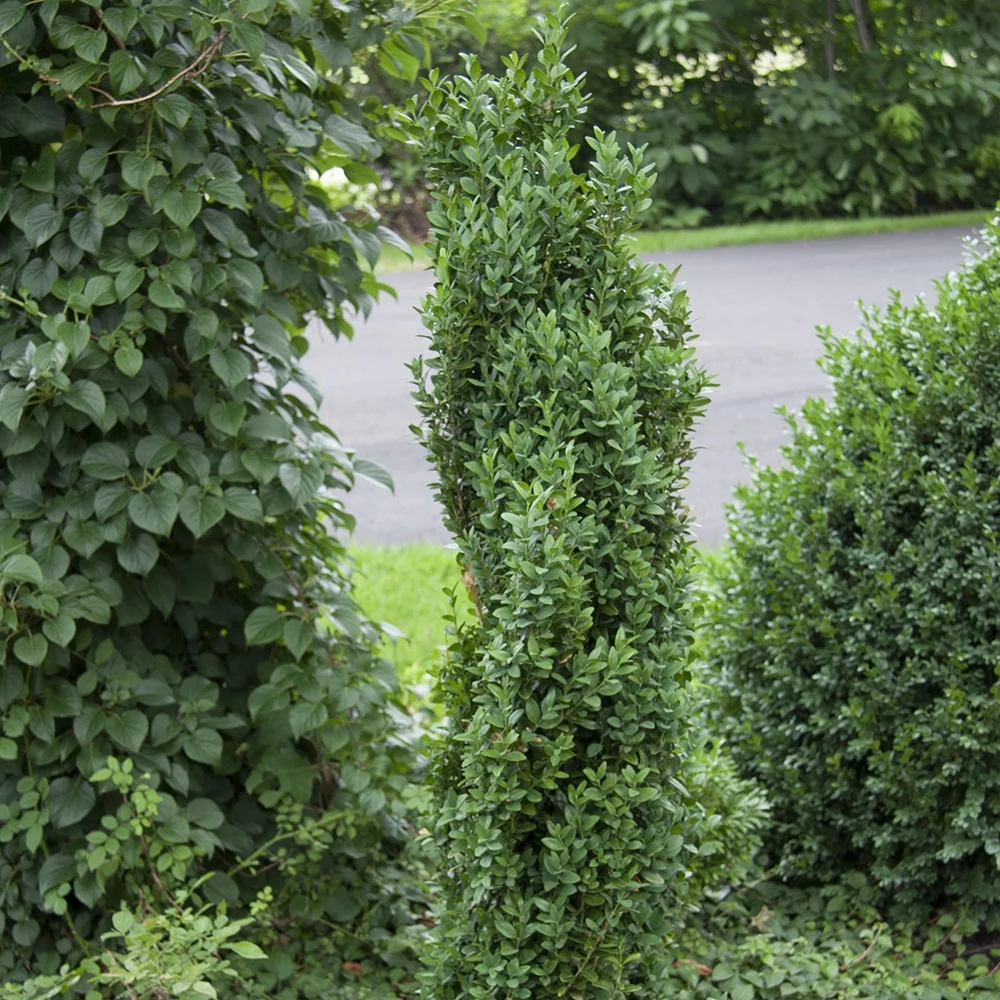 Mont Bruno Boxwood Live Broadleaf Evergreen Shrub grown in a 2.50 Quart Pot