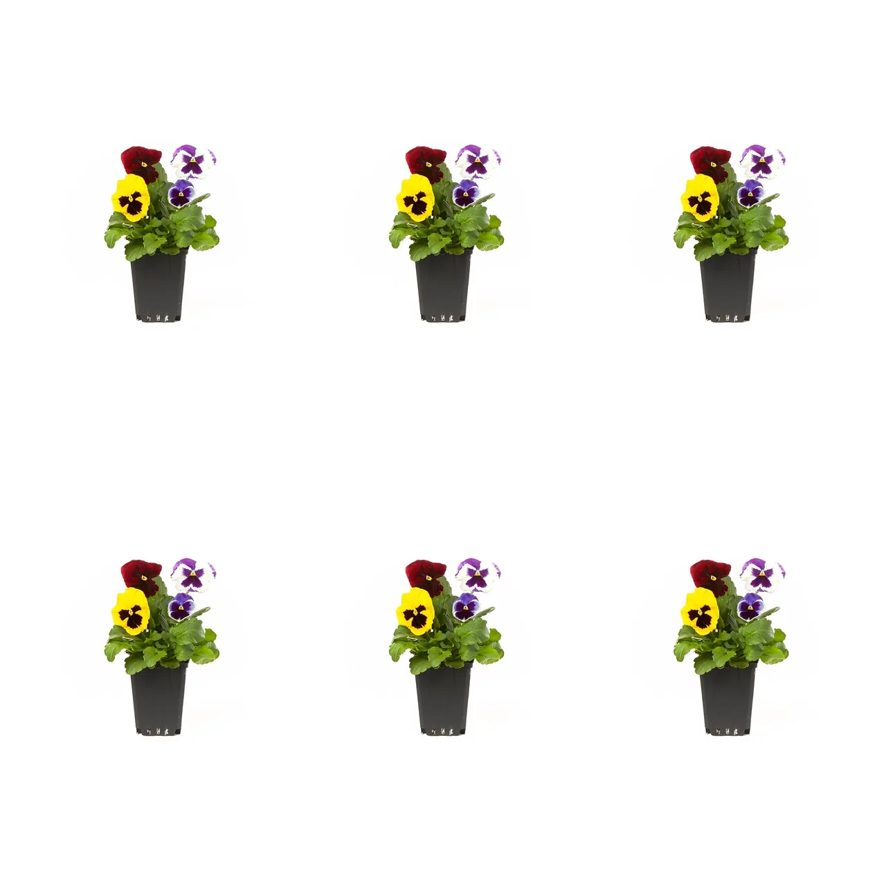 Expert Gardener PT Multicolor Blotch Mix Pansy Live Plant Grower Pot Sun (6 Pack)