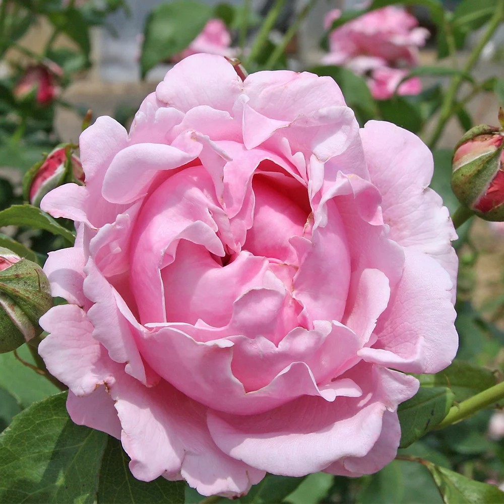 Heirloom Roses Pink Rose Bush - Memorial Day™ Hybrid Tea , Live Rose Plant