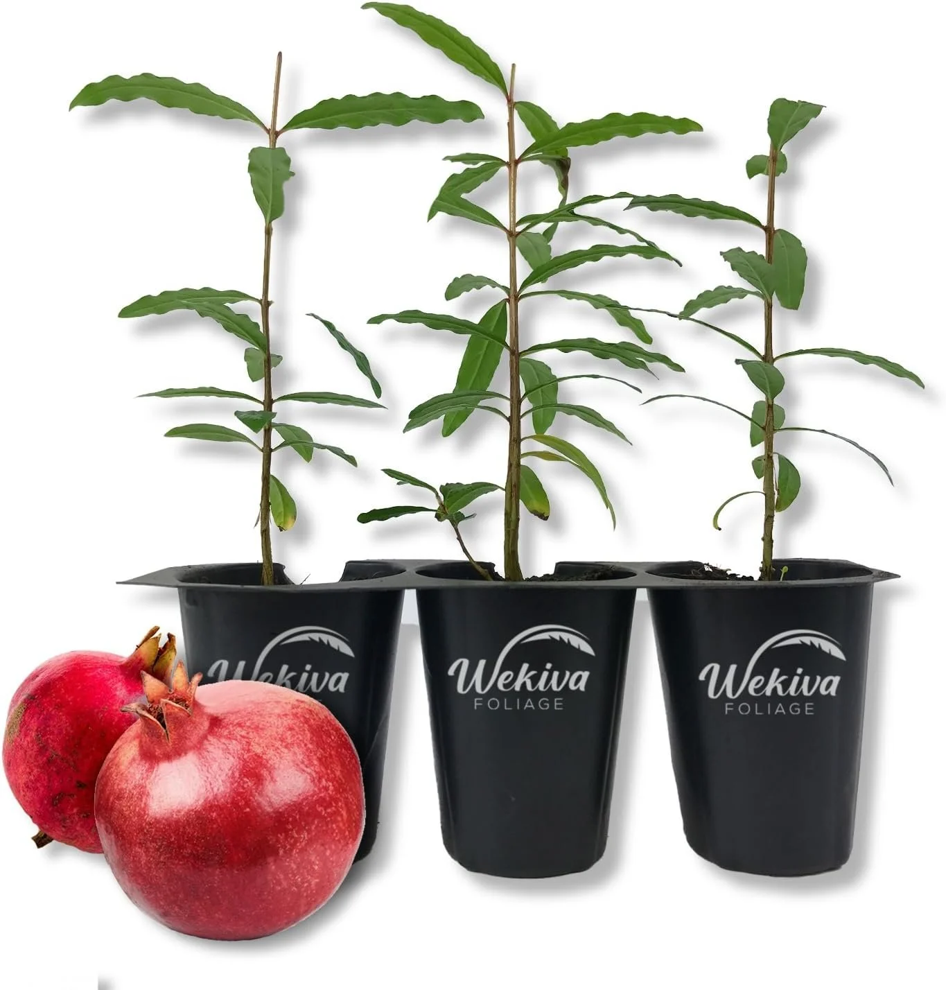 Dwarf Red Pomegranate Tree - 3 Live Tissue Culture Starter Plants - Edible Fruit Bearing Tree for The Patio and Garden