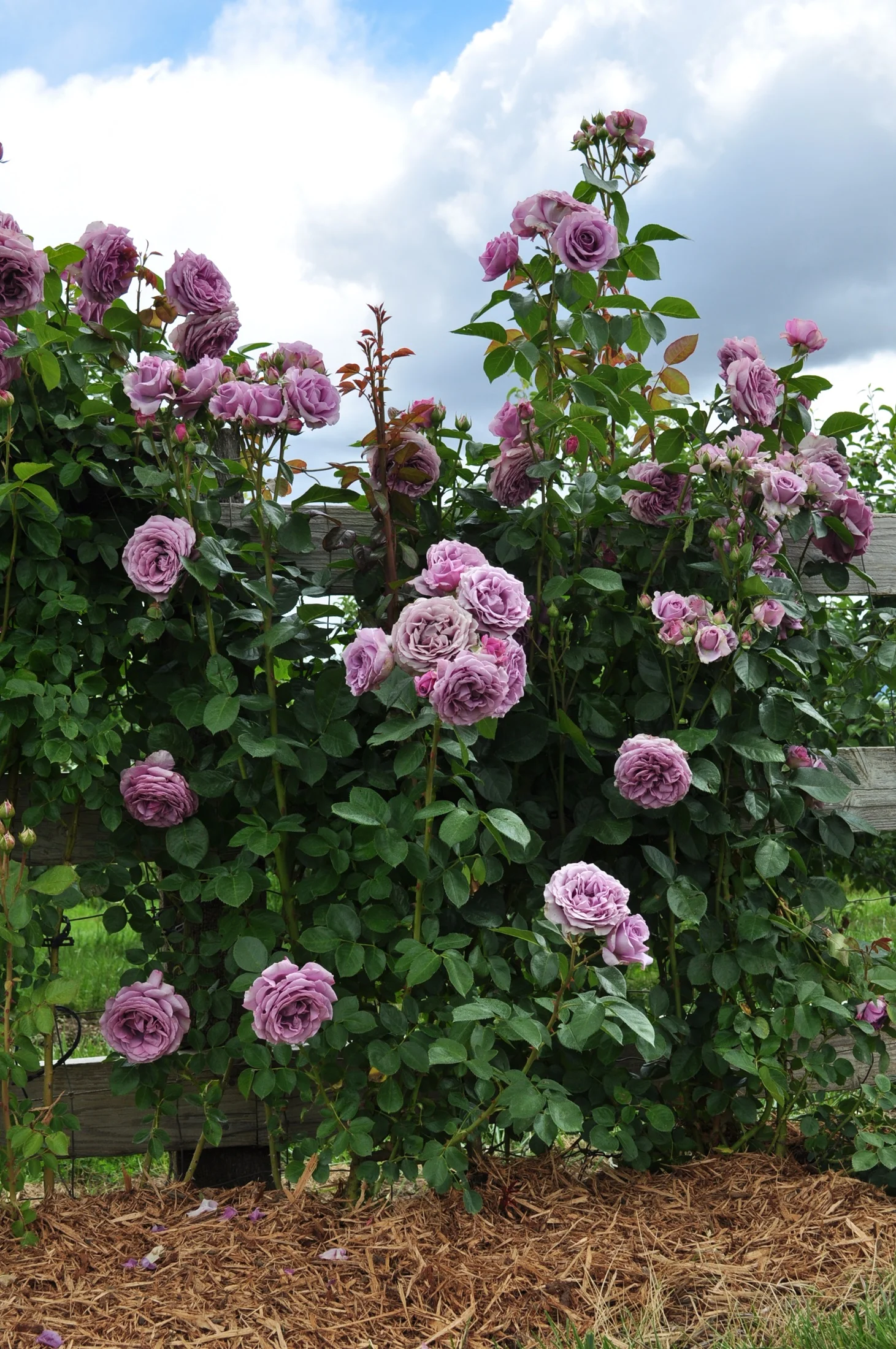 Arborose® Quicksilver™ Climbing Rose Bush - Bare Root