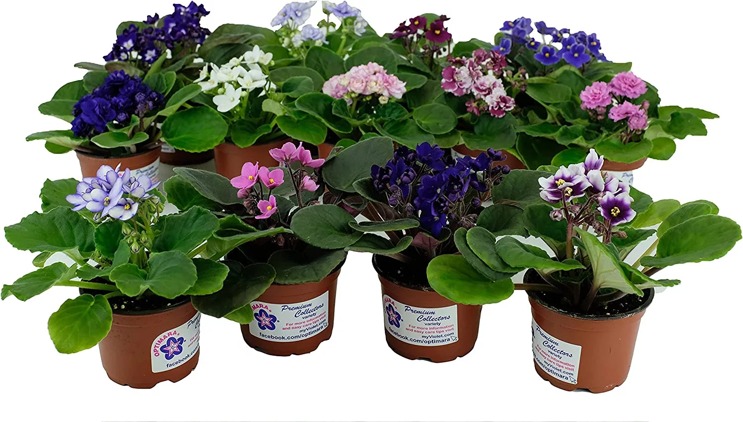 African Violet Variety Pack (4 Assorted Plants) (4