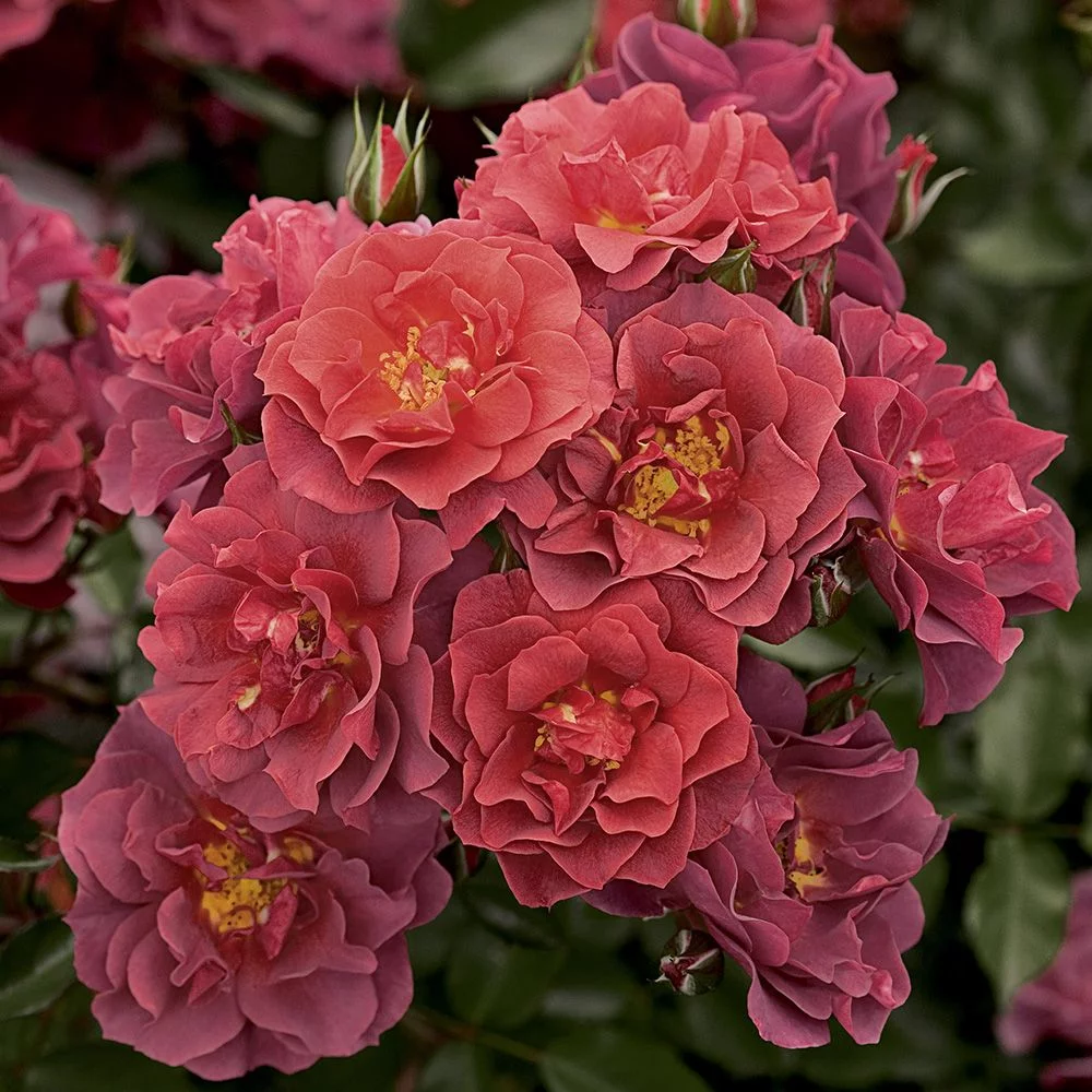 Heirloom Roses - Cinco de Mayo Floribunda Rose Plant - Live Rose Flower Bushes