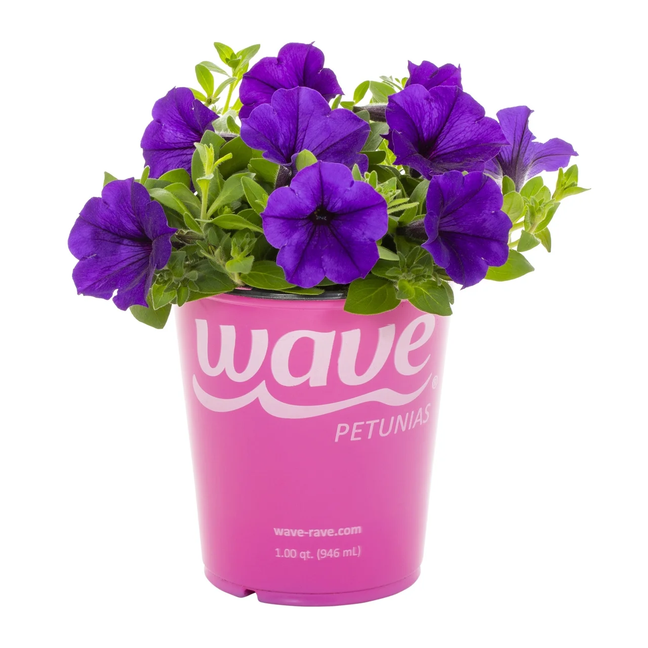 WAVE 1 Quart Blue Petunia Annual Live Plant 5-Count with Grower Pot