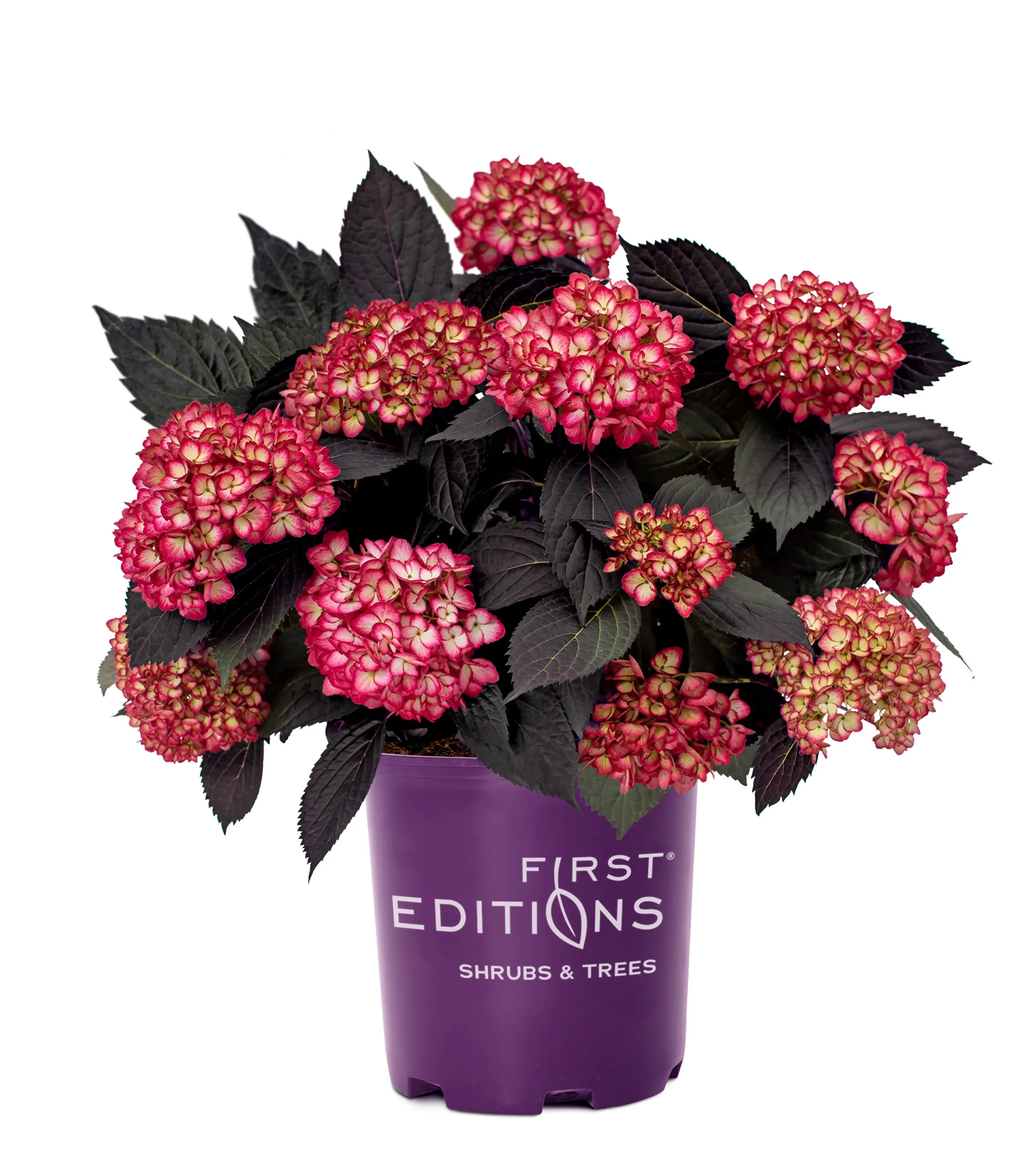 Eclipse® Bigleaf Hydrangea