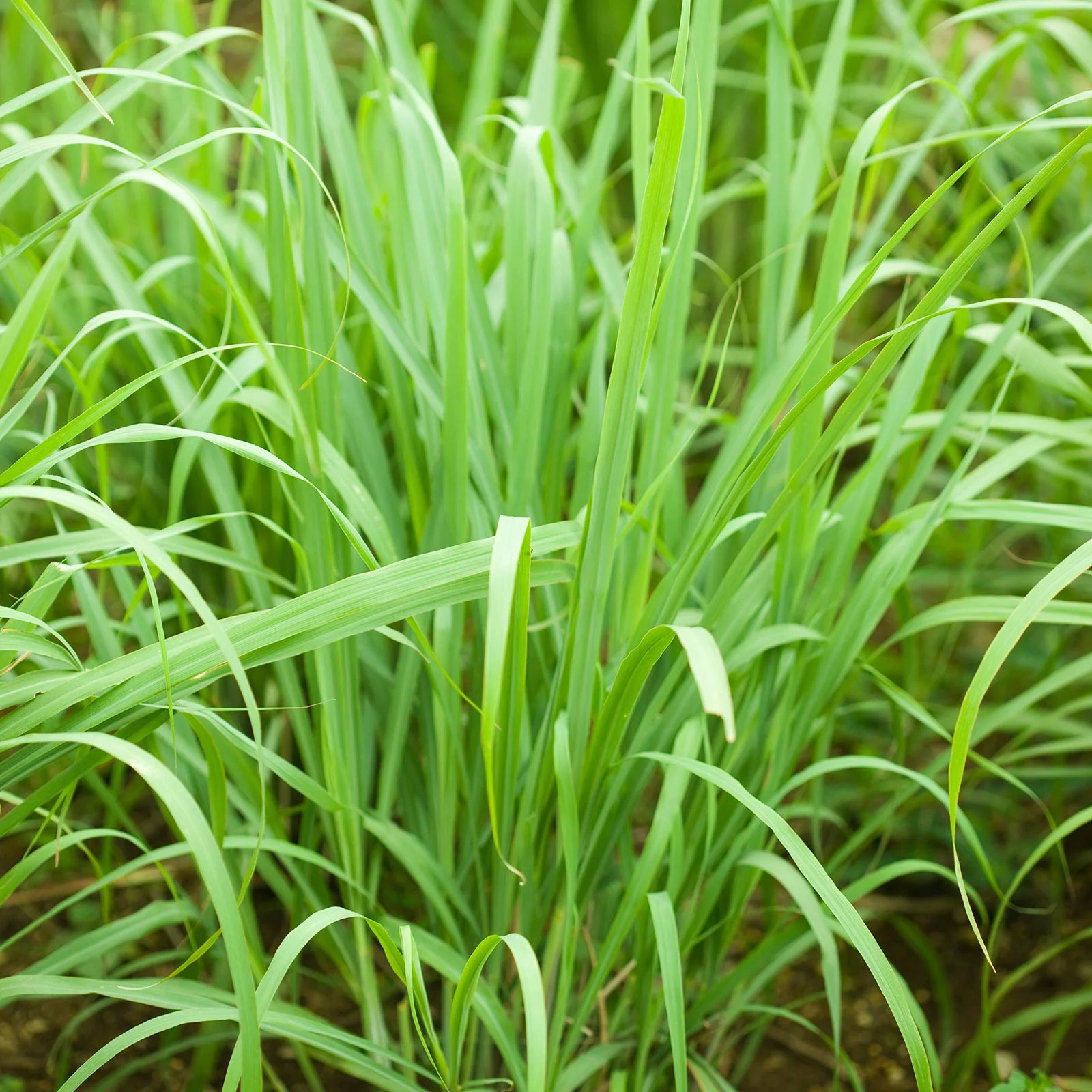 Lemon Grass Seeds - 1 Oz - Non-GMO, Heirloom Culinary Herb Garden Seeds - Cymbopogon flexuosus
