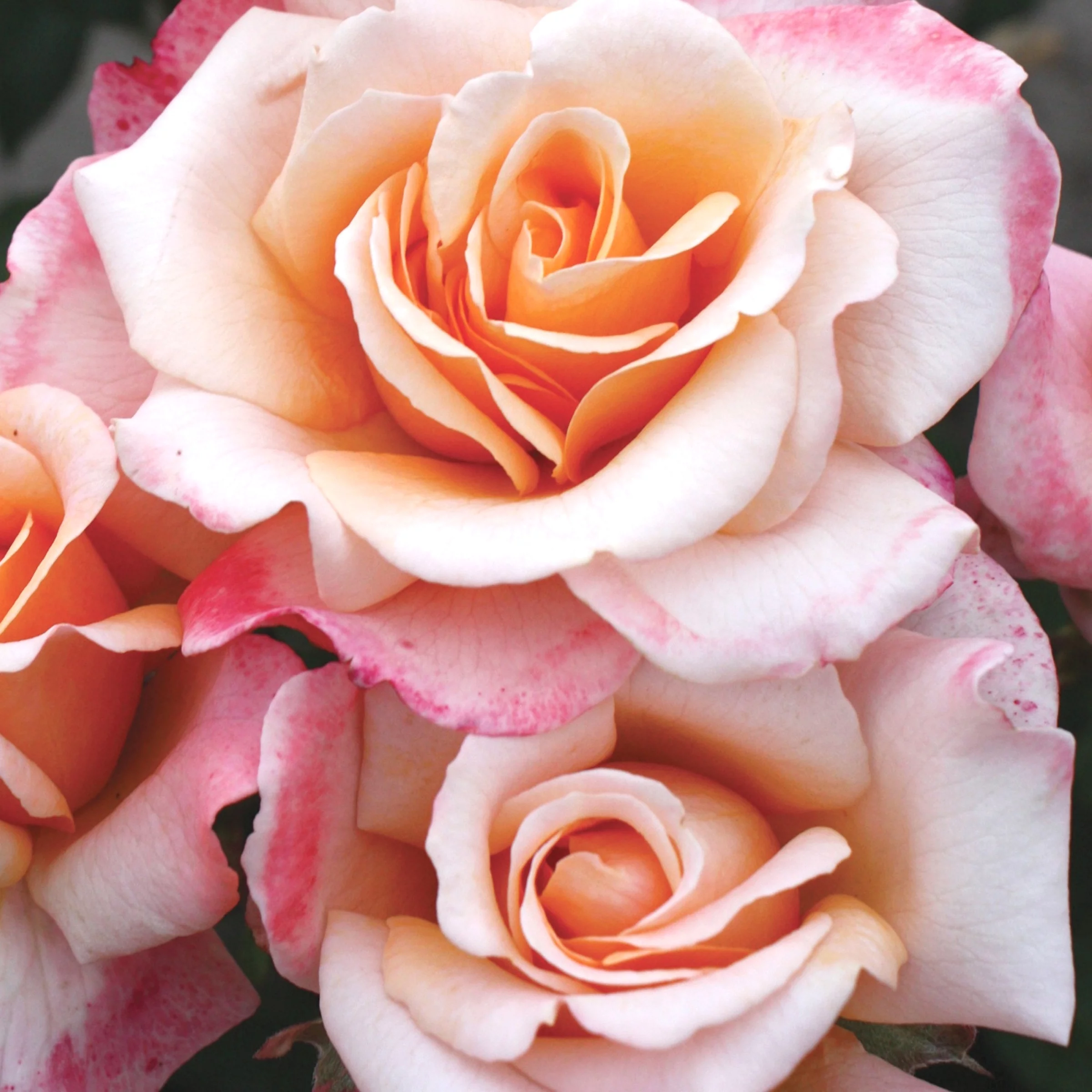 Bloomables® Bareroot Eleganza® Oh Happy Day™ Hybrid Tea Rose - Bicolor Pink Flowers - Live Plants - 2 Piece