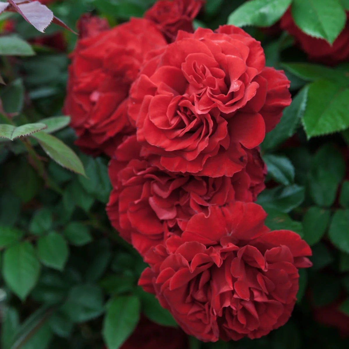 Lady in Red Dormant Bare Root Climbing Rose, 1-Pack