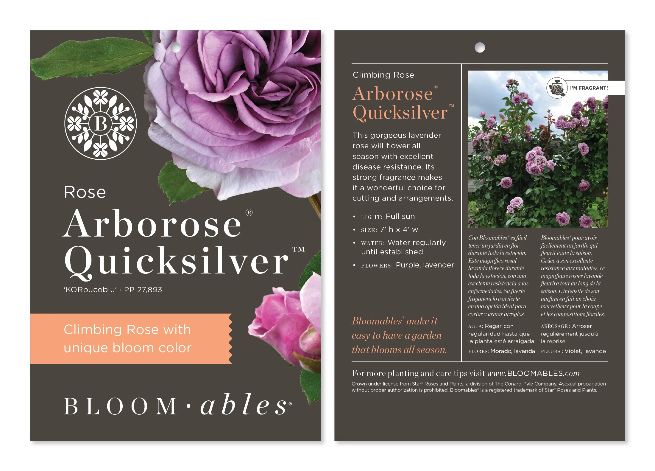 Arborose® Quicksilver™ Climbing Rose Bush - Bare Root