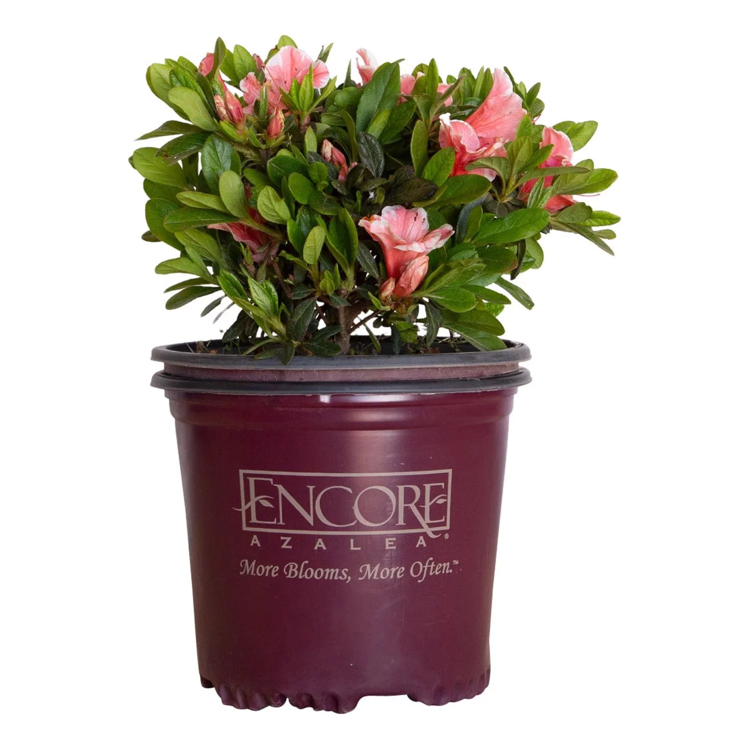 Encore Azalea Autumn Sunburst (1 Gallon) Pink and White Flowering Shrub - Full Sun Live Outdoor Plant