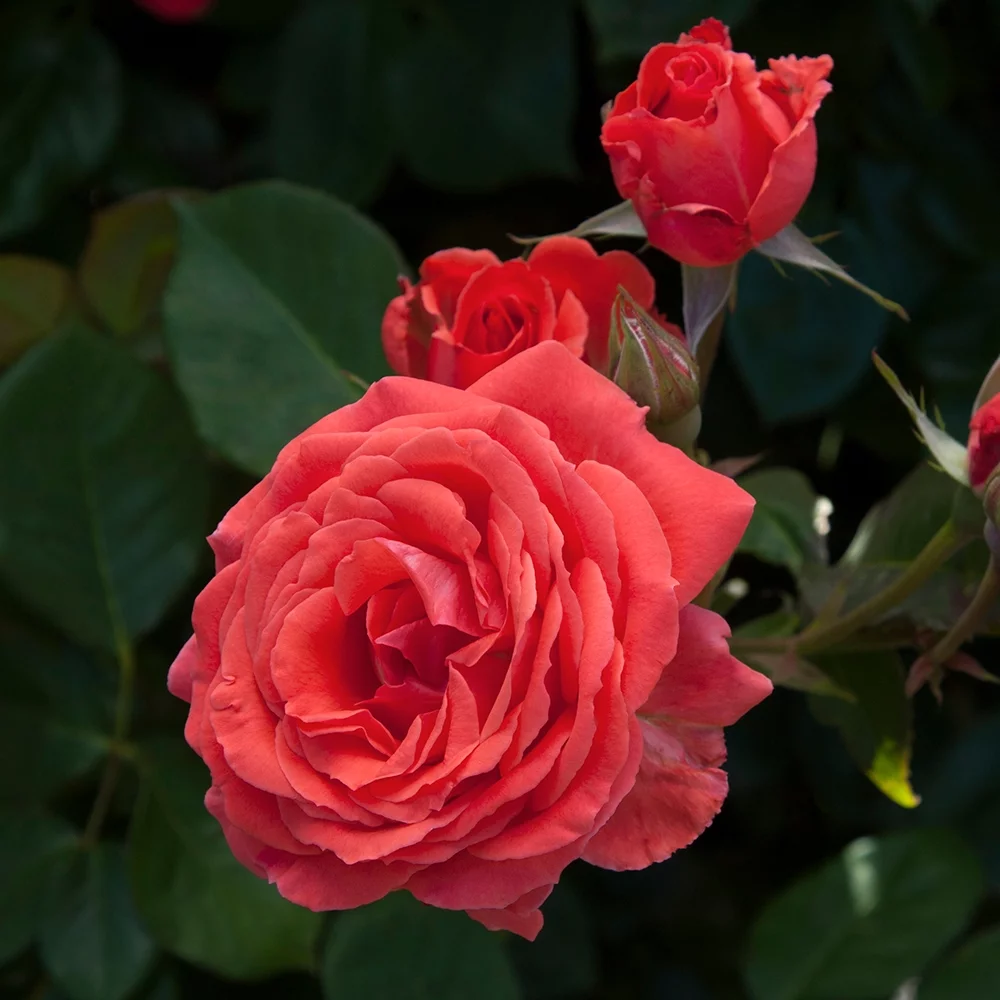 Heirloom Roses Rose Bush - America™ Climbing Roses , Live Rose Plant