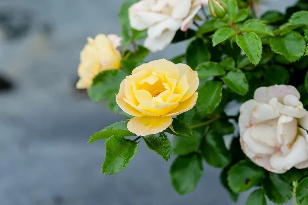 1 Gal. Popcorn Drift Rose Bush - Low Maintenance Roses - Drought Tolerant