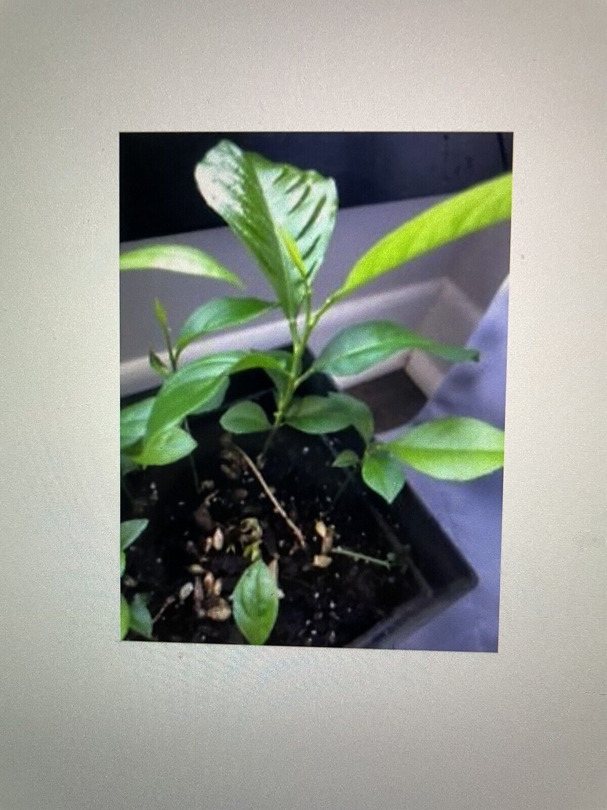 Magnolia Grandiflora - Southern Magnolia Tree