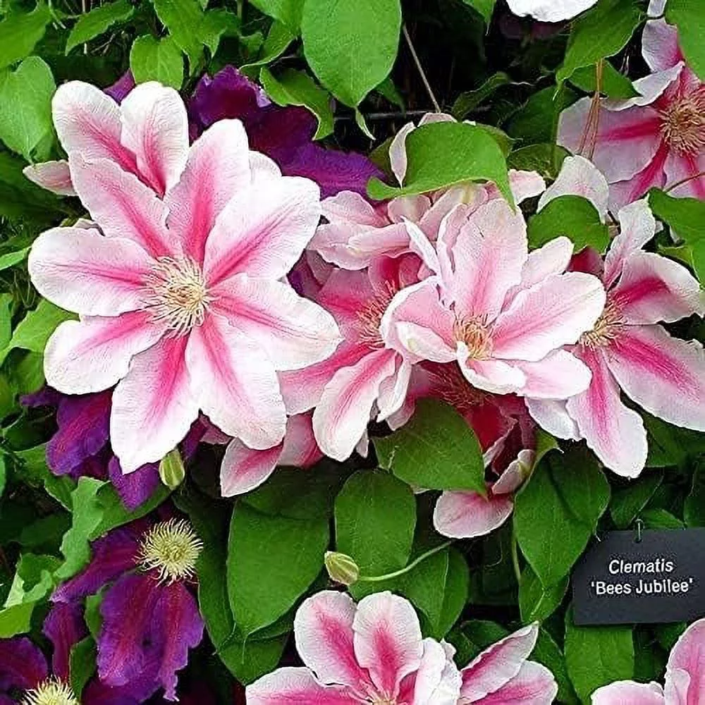 Bees Jubilee Clematis Vine - Live Plant in a 4 Inch Growers Pot - Clematis 'Bees Jubilee' - Starter Plants Ready for The Garden - Bold and Beautiful Purple Flowering Vine